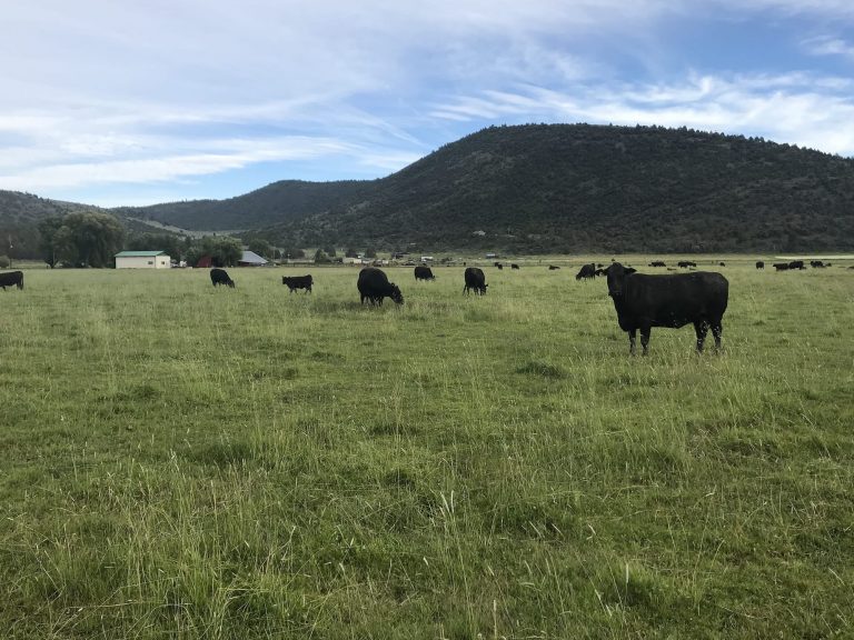 What Are The Environmental Benefits Of Grass Fed Beef?