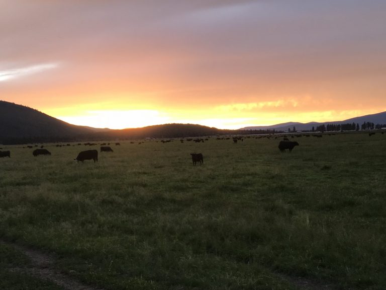 6 Reasons Grass Fed Beef is Great for the Environment and Healthier for  Everyone, Rafter W Ranch