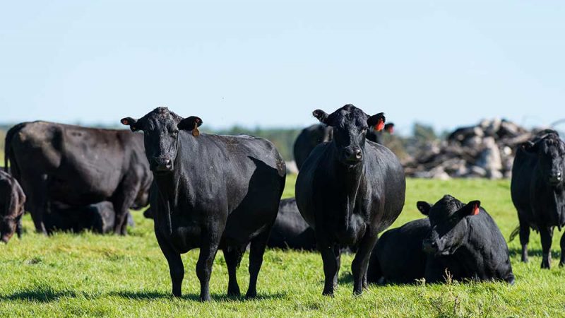 What Does Organic Beef Mean?