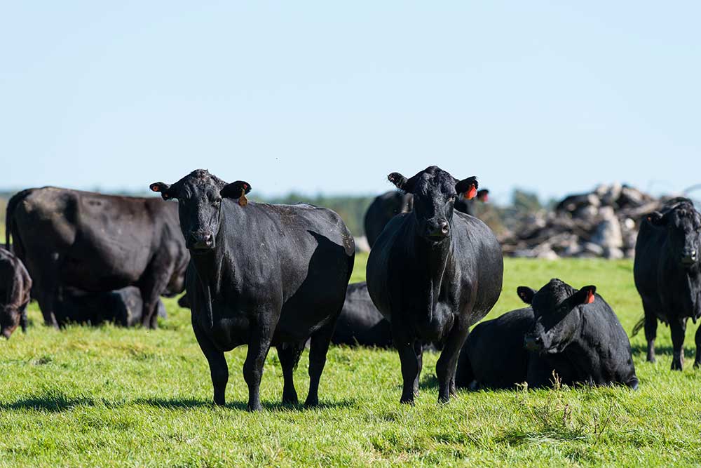 5 Health Benefits Of Grass Fed Beef