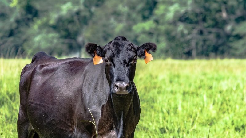 Nutrients in Grass Fed beef