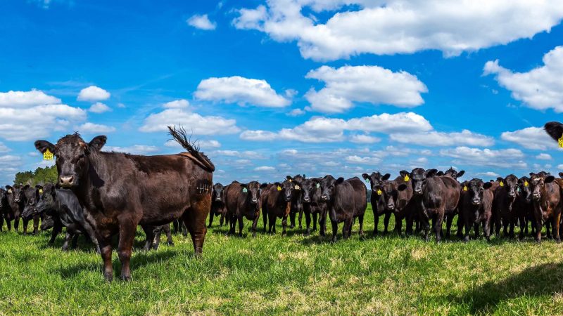 Why Does Grass Fed Beef Taste Different?