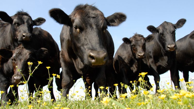 Is Grass Fed Beef worth it?