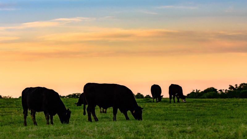 Is Grass Fed Beef Healthier than Chicken?