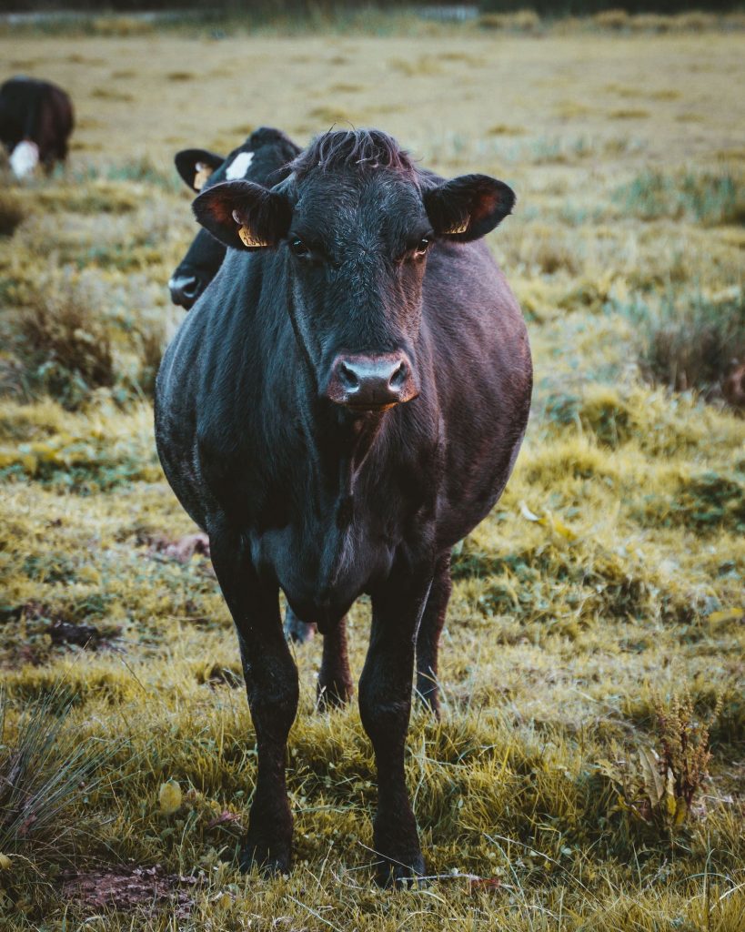 Is Buying Half a Cow Worth It?
