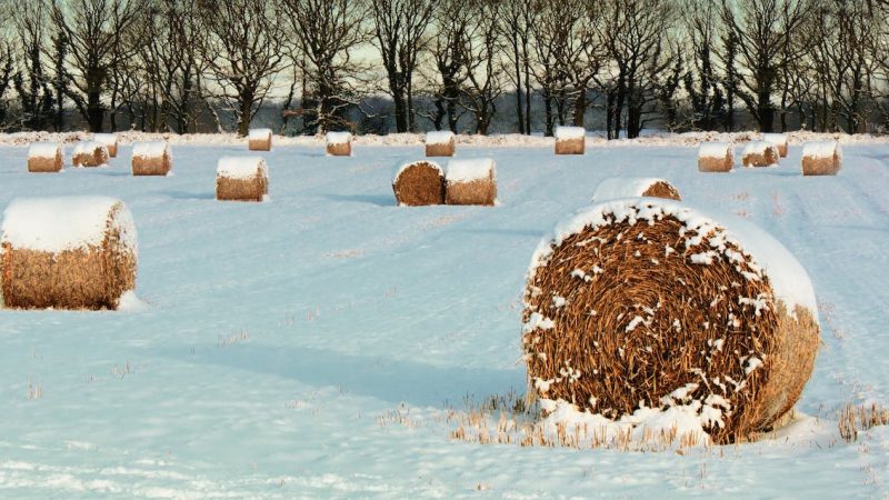 Top Tips For Autumn/Winter Calving
