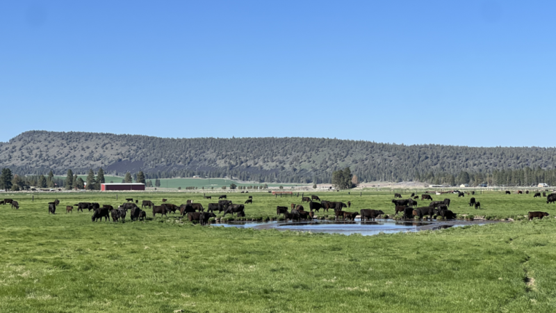 Does your Beef have the mRNA Vaccine?