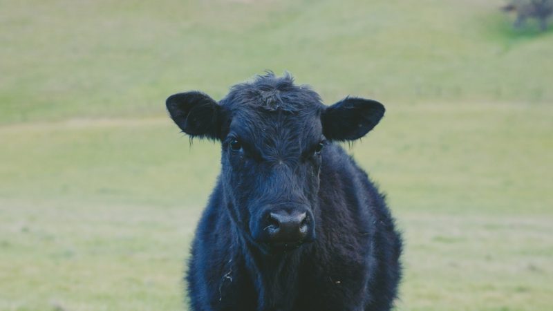 Why Buy Beef In Bulk?