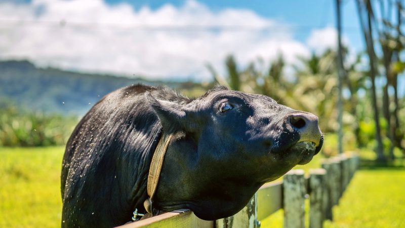 The Importance of Beef Traceability: Know Your Beef, Know Your Story 