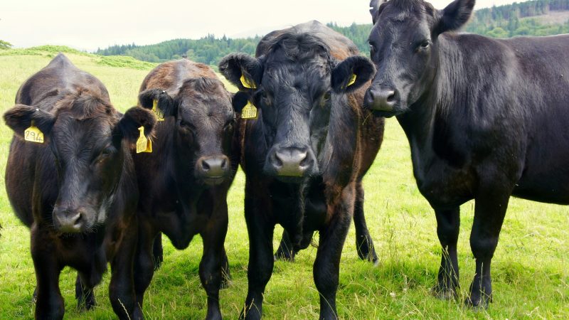 Grass-fed Beef vs Grain-fed Beef: Which is Better?