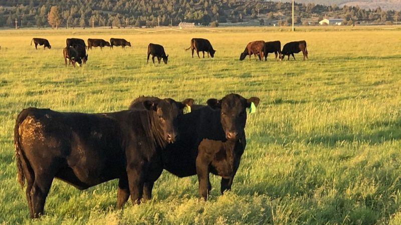 Celebrating National Beef Month with TX Bar Grassfed Beef