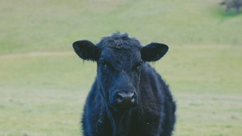 A Complete Guide on How to Buy a Whole Cow