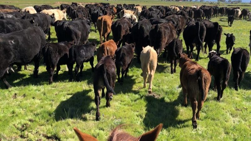 Exploring the Global Trends in Grass-Fed Beef Production