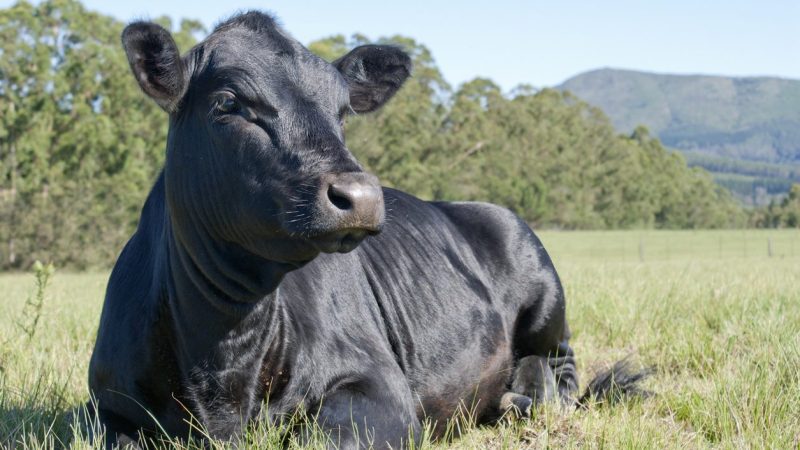 Frequently Asked Questions about Grass-Fed Beef