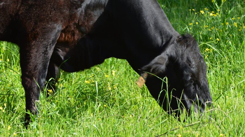 Why Grassfed Beef is Better: A Simple Breakdown