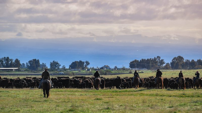 Grassfed Beef Costs Explained: What You’re Really Paying For