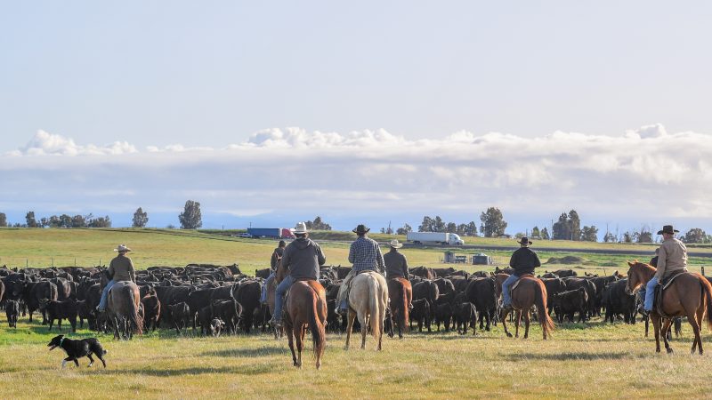 Planning Ahead: Why You Should Reserve Your Grassfed Beef Now