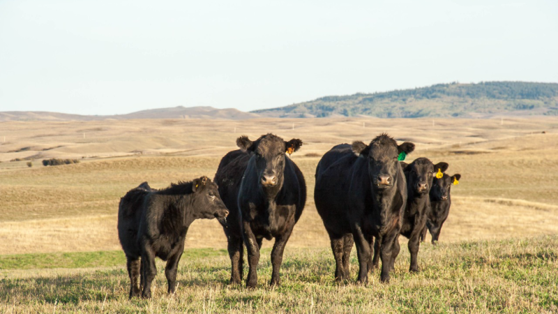 Cost of Buying a Cow For Meat