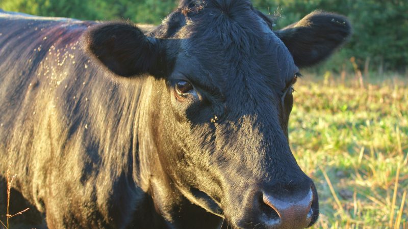When Is the Best Time of Year to Buy a Half Cow?