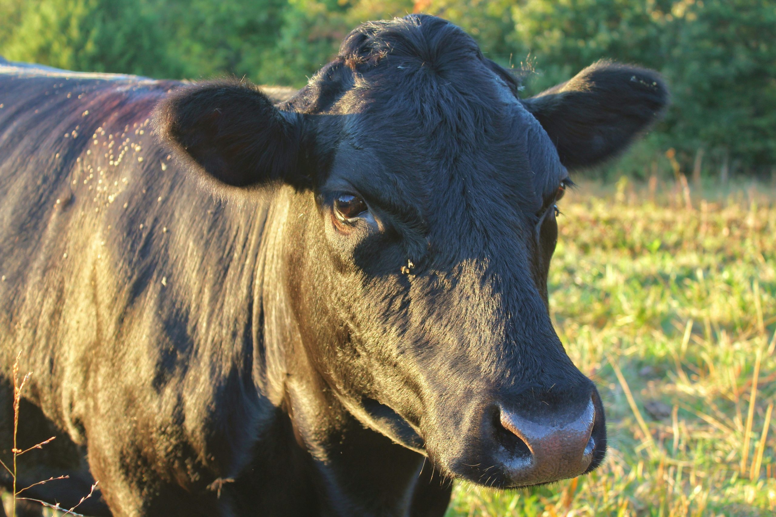 When Is the Best Time of Year to Buy a Half Cow?